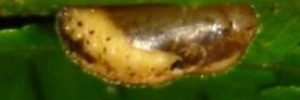 Pupae Side of Small Green-banded Blue - Psychonotis caelius taygetus